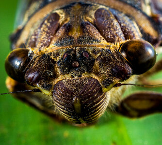 Close Macro of an insect head photo