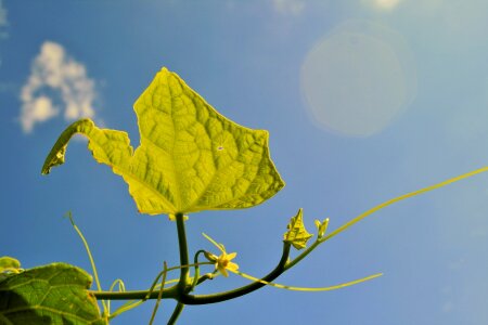 Green translucent summer photo