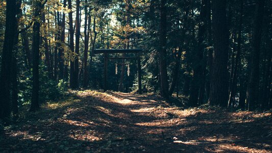 Woods pathway walkway