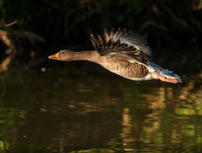 Water swim bird photo