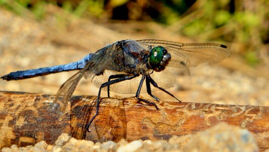 Summer nature insect