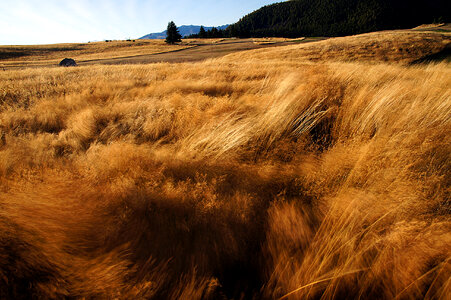 Wind Blown Grasses and landscape in New Zealand