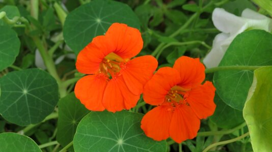 Tropaeolum blossom bloom