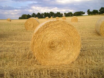 Hay harvest cereals photo