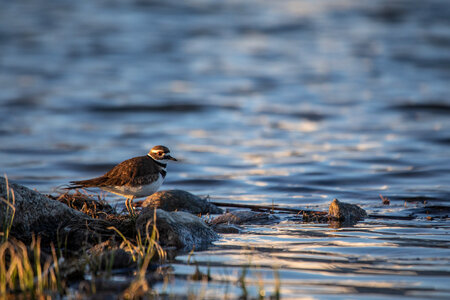 Killdeer photo