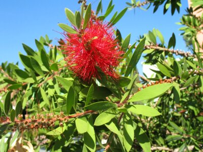 Bottle brush bud