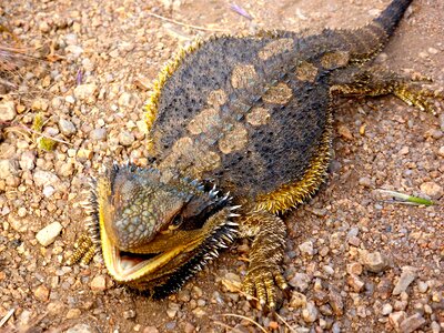 Reptile wildlife wild