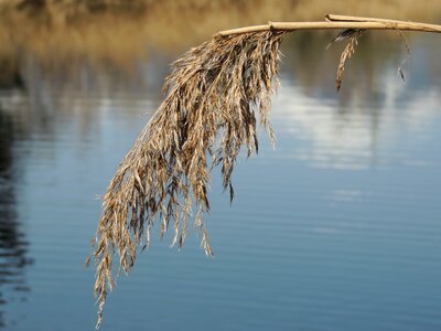 Marsh plant plant waters
