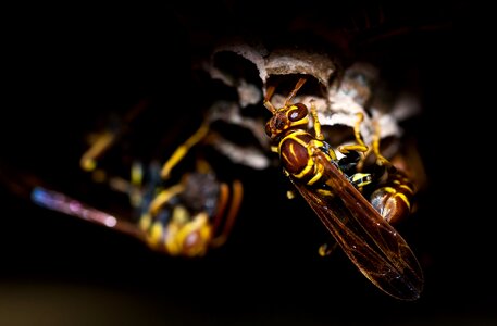 Nature macro bee photo