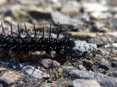Animal insect nature