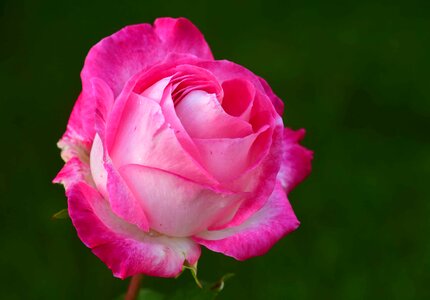 Beautiful beautiful flowers bloom