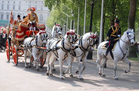 Uniform carriage horses photo