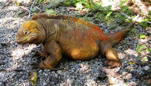 Iguana lizard reptile photo