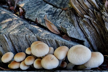 Fungus nature wood photo