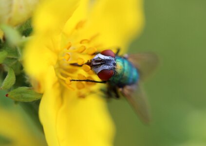 Brachycera diptera animals