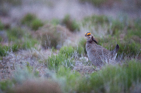 Lesser Prairie-Chicken-1