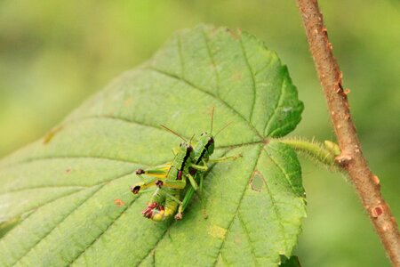 Mating insects sex photo