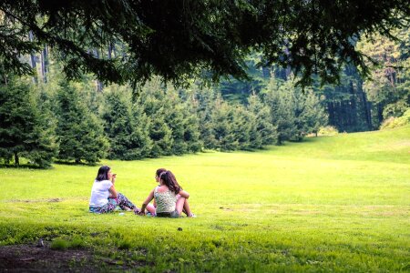 Conifer conifers field photo