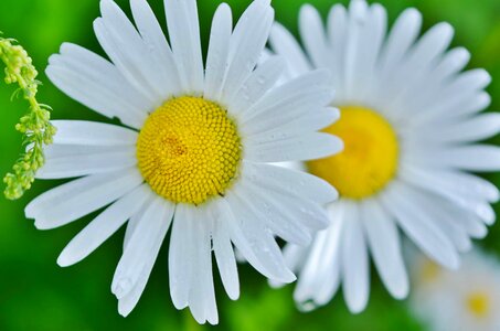 Beautiful Flowers bloom blooming