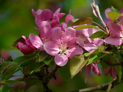 Peach tree blossom peach tree bloom