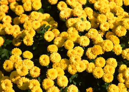 Yellow daisy flowers photo