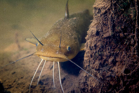 Yellow bullhead catfish-1