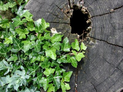 Wood tree garden