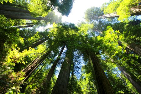 Giant redwood mammoth tree redwood tree photo