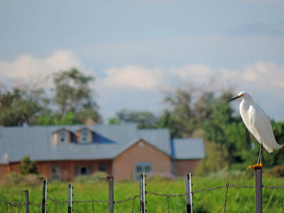 Snowy egret visits the refuge
