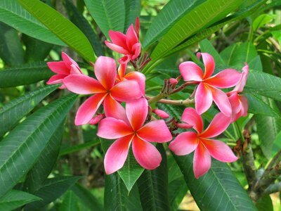 Plumeria floral nature photo