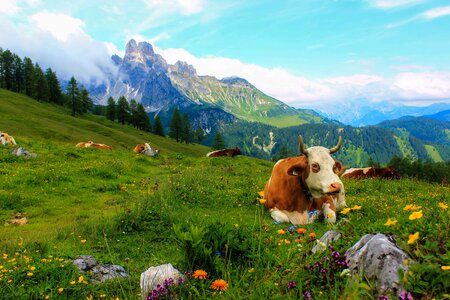 Animal beautiful photo bovine