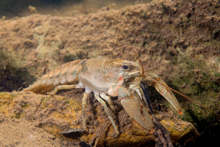 Allegheny Crayfish-2 photo