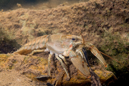 Allegheny Crayfish-2