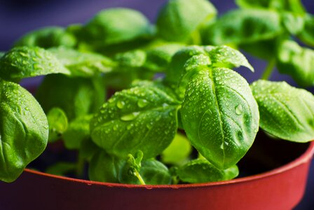Aromatic basil calorie
