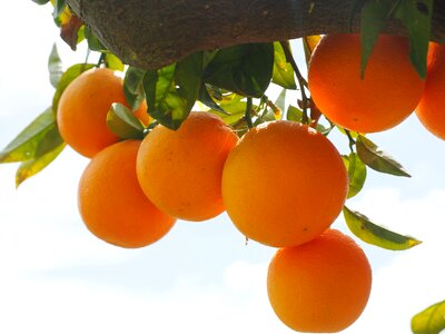 Agriculture biology citrus