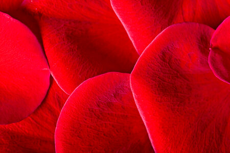 Red rose petals photo