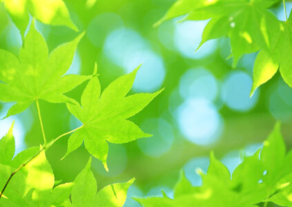 Beautiful green leaves of an American Yellow Wood make pattern photo