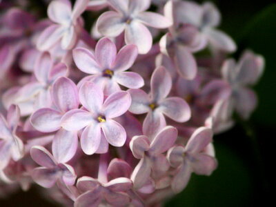Flower flower garden flowers