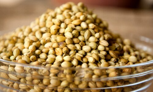 Agriculture bean beans