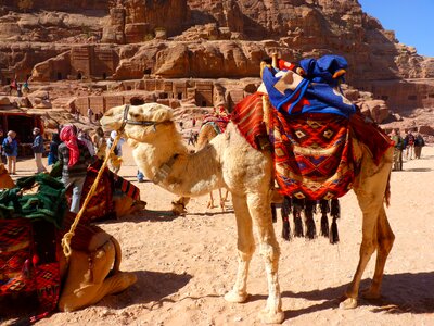 Travel middle east camel photo