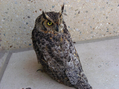 Great horned owl at Neal Smith National Wildlife Refuge photo