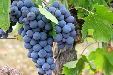 Vineyard agriculture ripe
