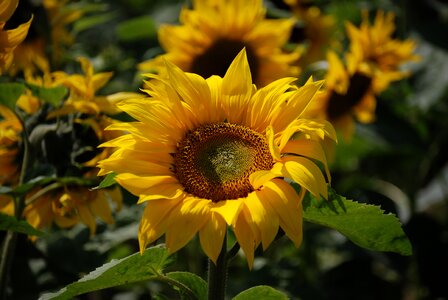 Flower seed colourful photo