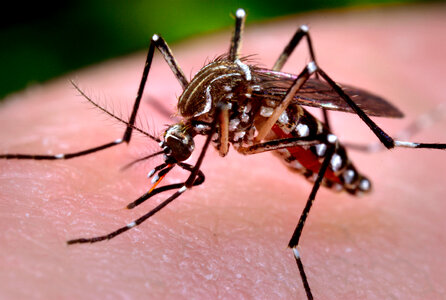 Close-up Of A Mosquito Feeding On Blood photo
