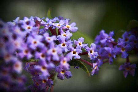 Flowers lilac nature
