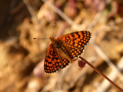 Orange insect monarch