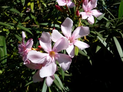 Blossom bloom petals photo