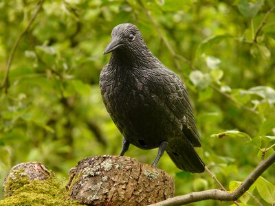 Forest nature crow