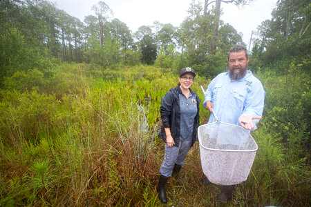 Biologists net a Panama City crayfish-12