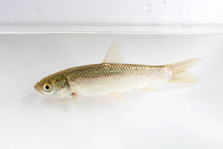 Grass Carp Juvenile-1